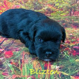 Blitzen - Black male Miniature Schnauzer puppy in Sylvania, Georgia from Southern Sky Miniature Schnauzers