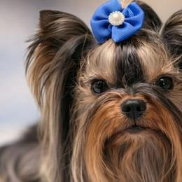 Kiko - Yorkshire Terrier