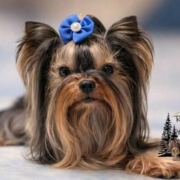 Kiko - Yorkshire Terrier