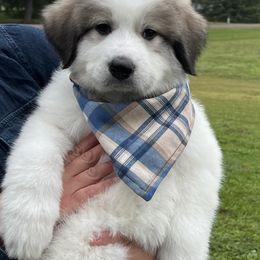 Great Pyrenees Puppies from White O'Morn Farm AKC Great Pyrenees