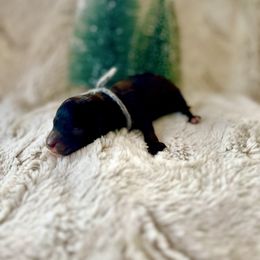 Gabriel - Brown male Poodle puppy in Utica, Ohio from Poodle Me Crazy