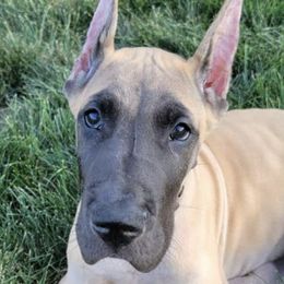 Great Danes from Toni Walters