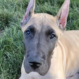Great Danes from Toni Walters