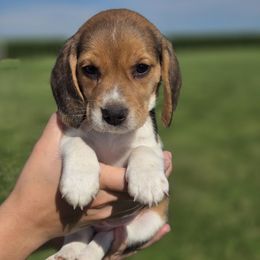 Maggie - Black red and white female Beagle puppy in Bethany, Missouri from Fox Creek Beagles