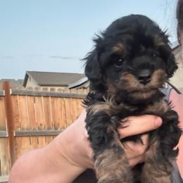 Lorelai (Light blue collar girl) - Phantom female Poodle puppy in Eagle Mountain, Utah from Liberty Farms Puppies