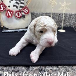 Philly - Cream male Goldendoodle puppy in Annville, Pennsylvania from Bellegrove Goldendoodles