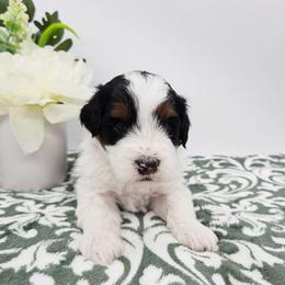 Muffin - Tri-color female Bernedoodle puppy in Granton, Wisconsin from Rose River Farms