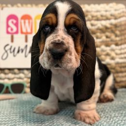 Ron Jon (blue collar) - Black brown and white male Basset Hound puppy in Edmonton, Kentucky from RiverBottom Bassets