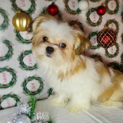 Simba - Gold and white male Shorkie puppy in Boca Raton, Florida from Tina-Marie's Pups