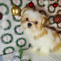 Simba - Gold and white male Shorkie puppy in Boca Raton, Florida from Tina-Marie's Pups