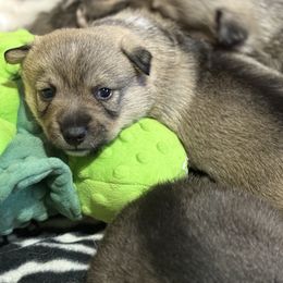 Girl 1 - Gray female Swedish Vallhund puppy in Minnesota from Maena Swedish Vallhunds