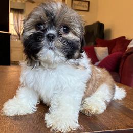 Mya - Brindle female Shih Tzu puppy in Stroudsburg, Pennsylvania from Puppyville Pa Shih Tzu & frenchies