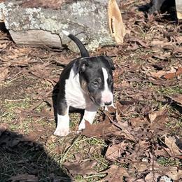 Buckeye - Black tan and white male Bull Terrier puppy in Springfield, Ohio from Lynn Hill Bull Terriers