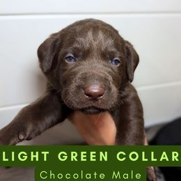 Light Green Collar - Chocolate male Dilute Retriever puppy in Dover, Delaware from Virdin’s Silver Labs