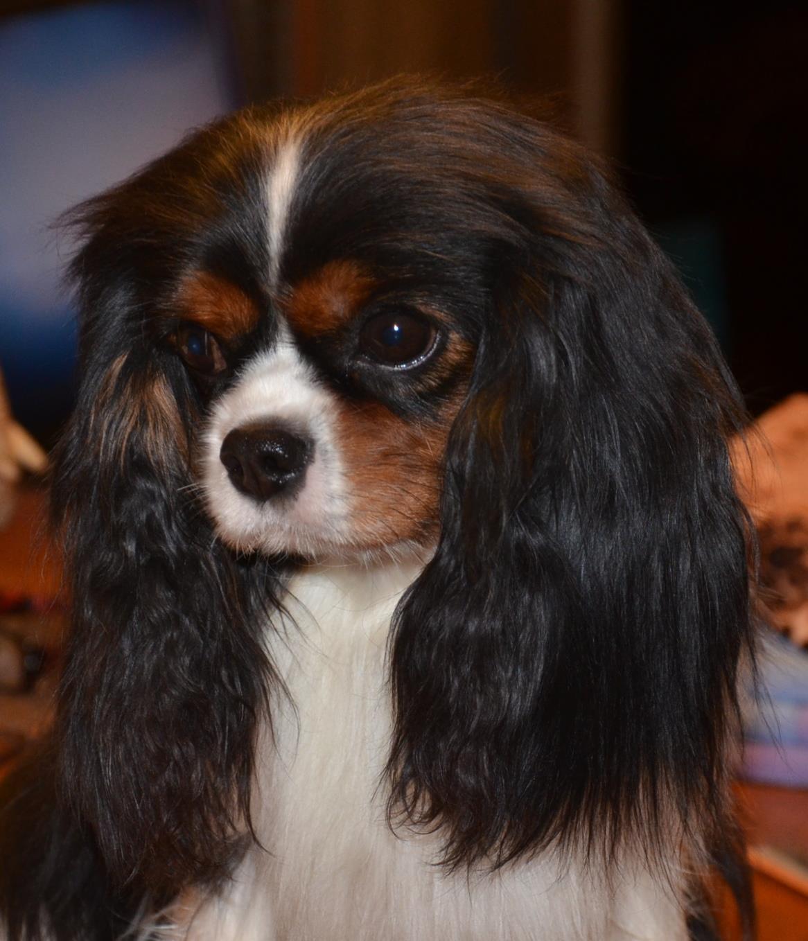 Tubila in Wisconsin | Cavalier King Charles Spaniel, Rhodesian ...
