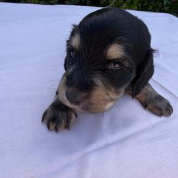 Boy 3 - Black and tan male Dachshund puppy in Hanford, California from Cooper Gals Doxies