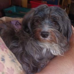 Charly - Havanese