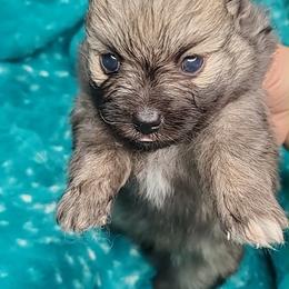 Girl 5 - Orange sable female Pomeranian puppy in Tulsa County, Oklahoma from CP Kennels