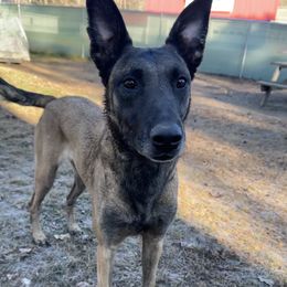 Phoenix - Belgian Malinois