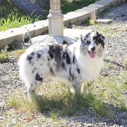 Dream - Australian Shepherd