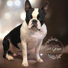 Berly - Boston Terrier