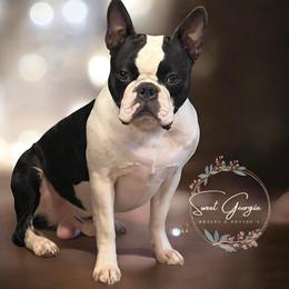 Berly - Boston Terrier