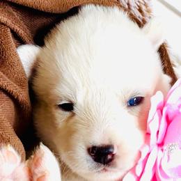 Nova Skye - White female Siberian Husky puppy in Atlanta, Georgia from Lobban Huskies