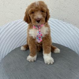 Suma - Red  male Goldendoodle puppy in Davie, Florida from Daviegoldendoodles