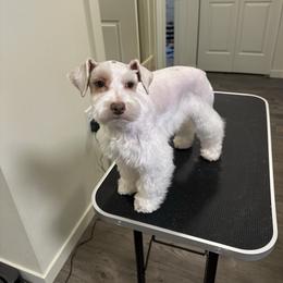 Typsy - Miniature Schnauzer