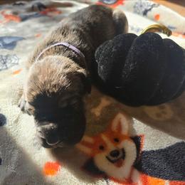 Lydia - Brindle female Great Dane puppy in New York from Port Bay Danes