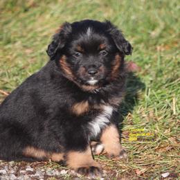 Kit Fisto - Black tri male Miniature American Shepherd puppy in Hillsdale, Michigan from Faithwalk Aussies and Mini American Shepherds