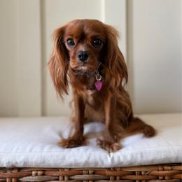 PIPER - Cavalier King Charles Spaniel