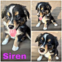 Siren - Black tri-color Australian Shepherd puppy in Brownsboro, Texas from Quintessential Aussies