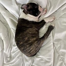 Boston Terrier Puppies from Bonze Boston Terriers