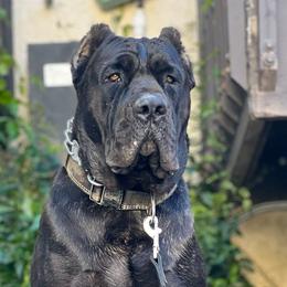 Cane Corso and Poodles from Viceroy Corsos