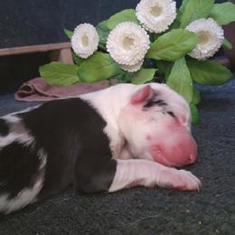 Wolfsbane - Blue merle male Border Collie puppy in Opelousas, Louisiana from Zahara Border Collies