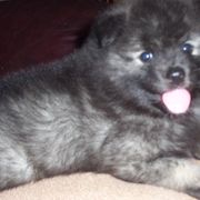 Keeshond Puppies from Keeshond Country Paradise