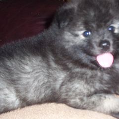 Keeshond Puppies from Keeshond Country Paradise