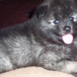 Keeshond Puppies from Keeshond Country Paradise
