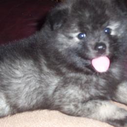 Keeshond Puppies from Keeshond Country Paradise
