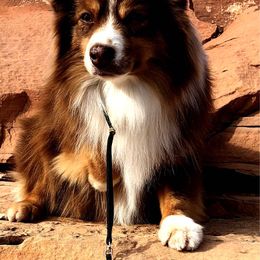 Miniature Australian Shepherds and Toy Australian Shepherds from Double M Toy and Mini Aussies