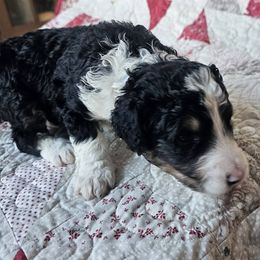 Bernedoodle Puppies from Joyful Pastures Homestead