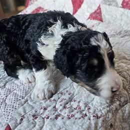 Bernedoodle Puppies from Joyful Pastures Homestead