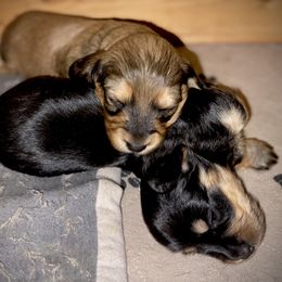 Dachshund Puppies from Long Dog Farm