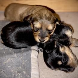 Dachshund Puppies from Long Dog Farm