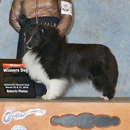 Rocco - Shetland Sheepdog
