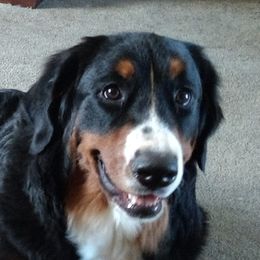 Bernese Mountain Dogs from Mistylane Kennels