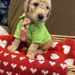 Noah - Apricot male Poodle puppy in Mobile, Alabama from Semmy’s Standard Poodle LLC