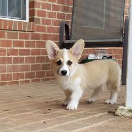 Pembroke Welsh Corgi Puppies from Ranch Hand Corgis