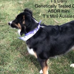 Dally  - Miniature Australian Shepherd